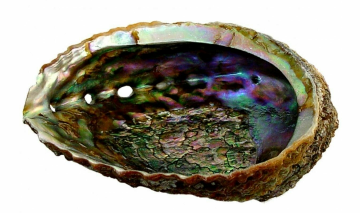 Abalone Shell 3