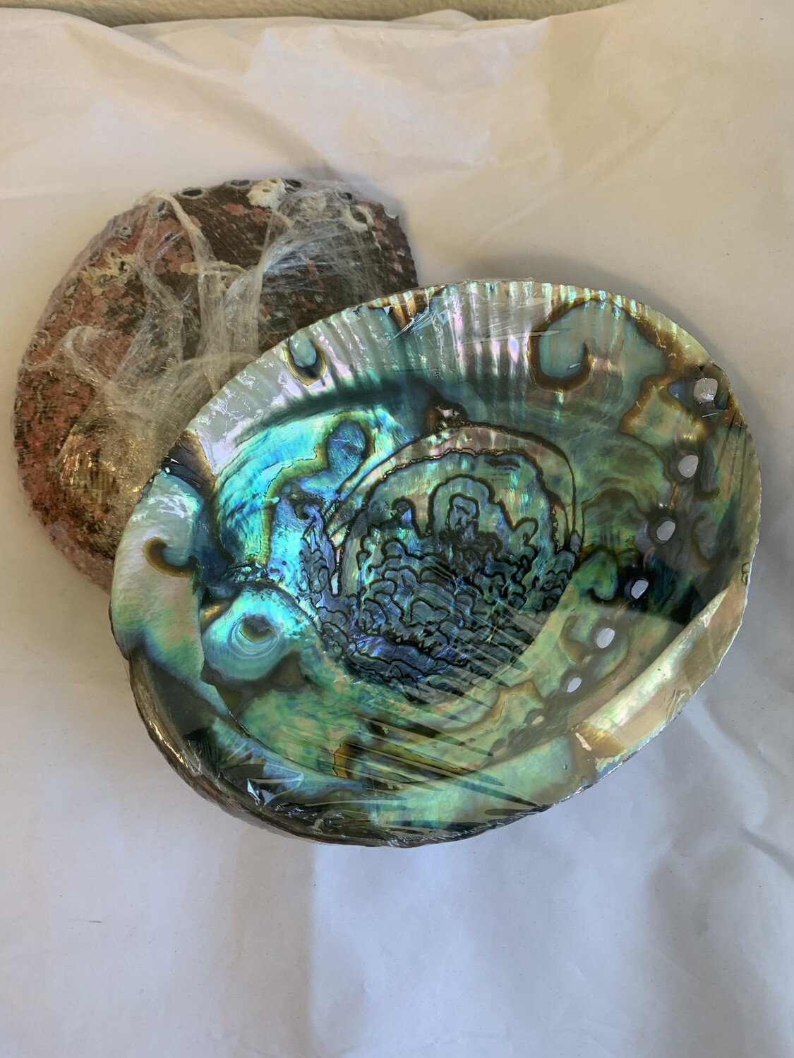 Large Natural Abalone Shell