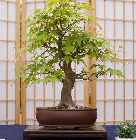 Bonsai Tree Japanese Maple Grow Kit