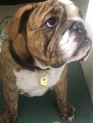 Gold Dog Tag w/Heart Detail