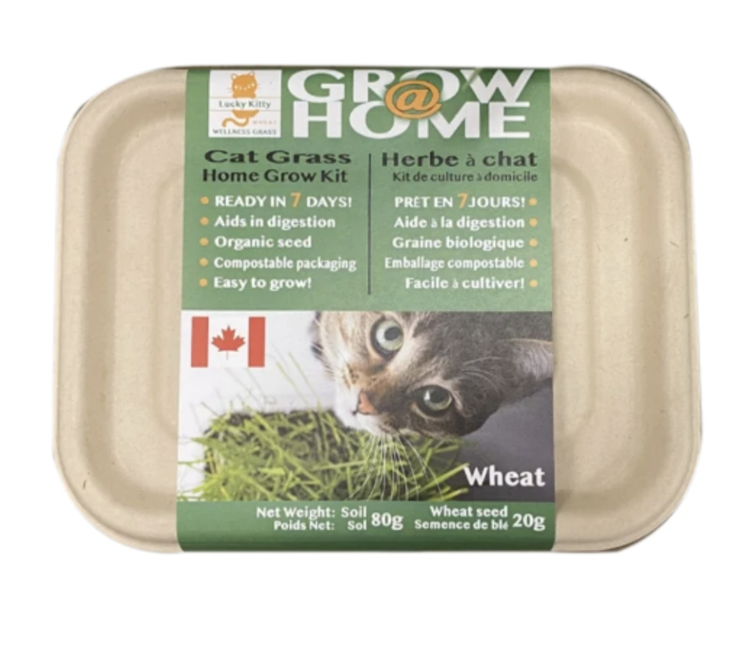 Grow At Home Cat Grass - Wheat