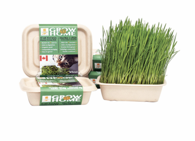 Grow At Home Cat Grass - Oat Grow At Home Cat Grass - Oat