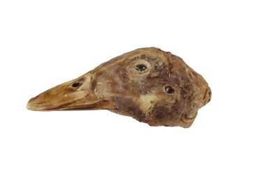 Duck Heads