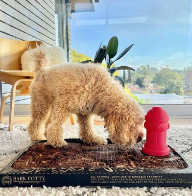 Potty Training Fire Hydrant