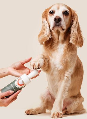 Clean Paws Refill - Dandylion