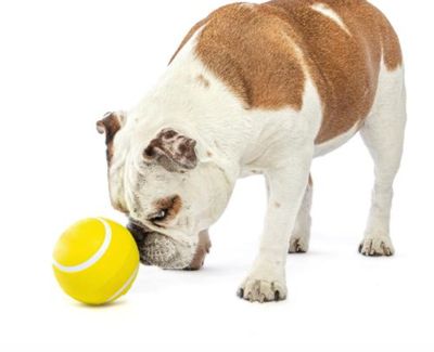 Tough Large Tennis Ball - G