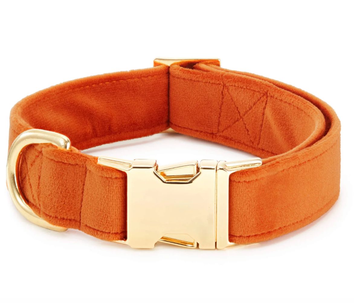 Pumpkin Velvet Collar - FD Pumpkin Velvet Collar - FD