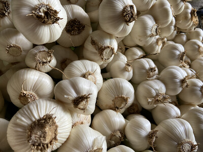 Garlic - Bulk Culinary 