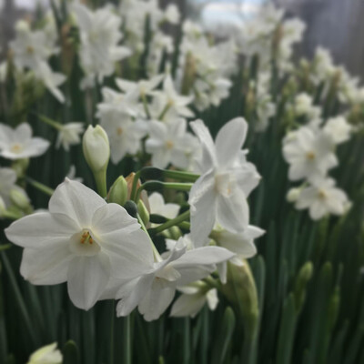 Paperwhite Narcissus (White Bloom)