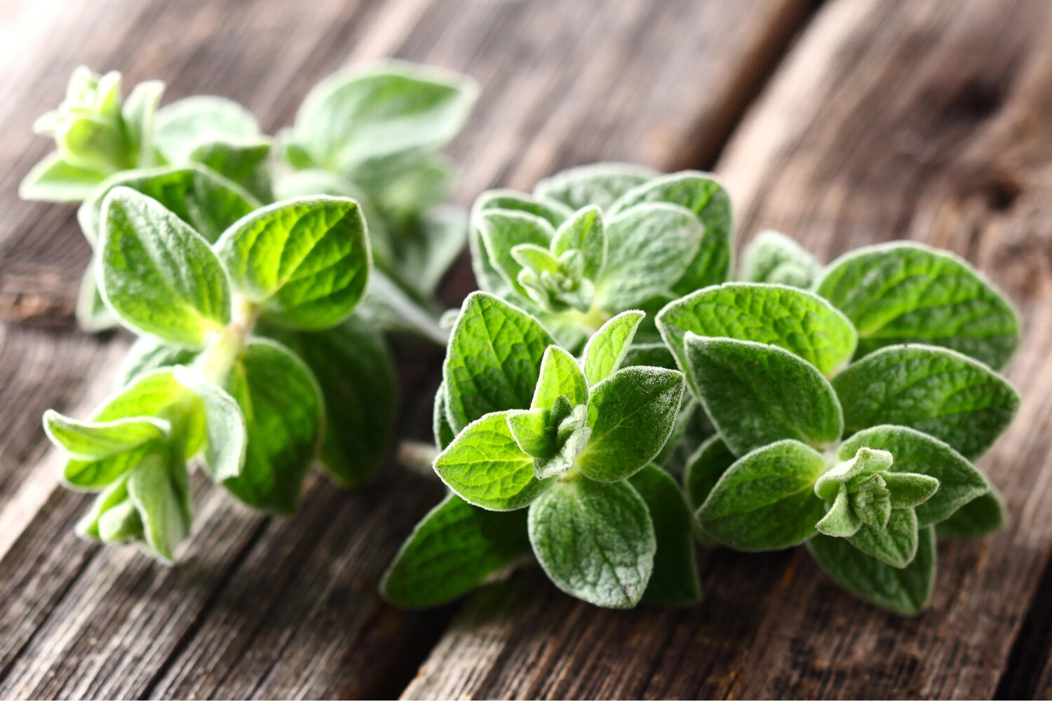 Fresh Oregano