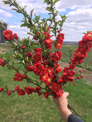 Flowering Quince - Grower’s Bunch Flowering Quince - Grower’s Bunch