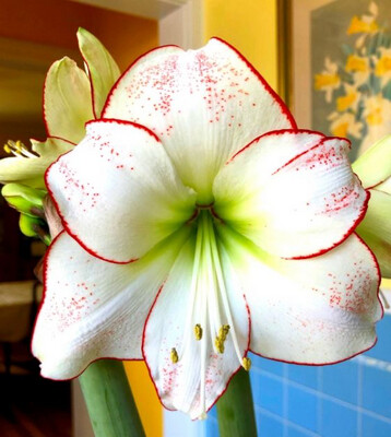 Amaryllis- Picasso (White With Red Edges)
