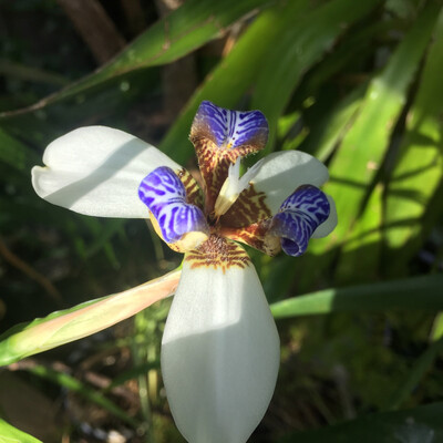 Walking Iris