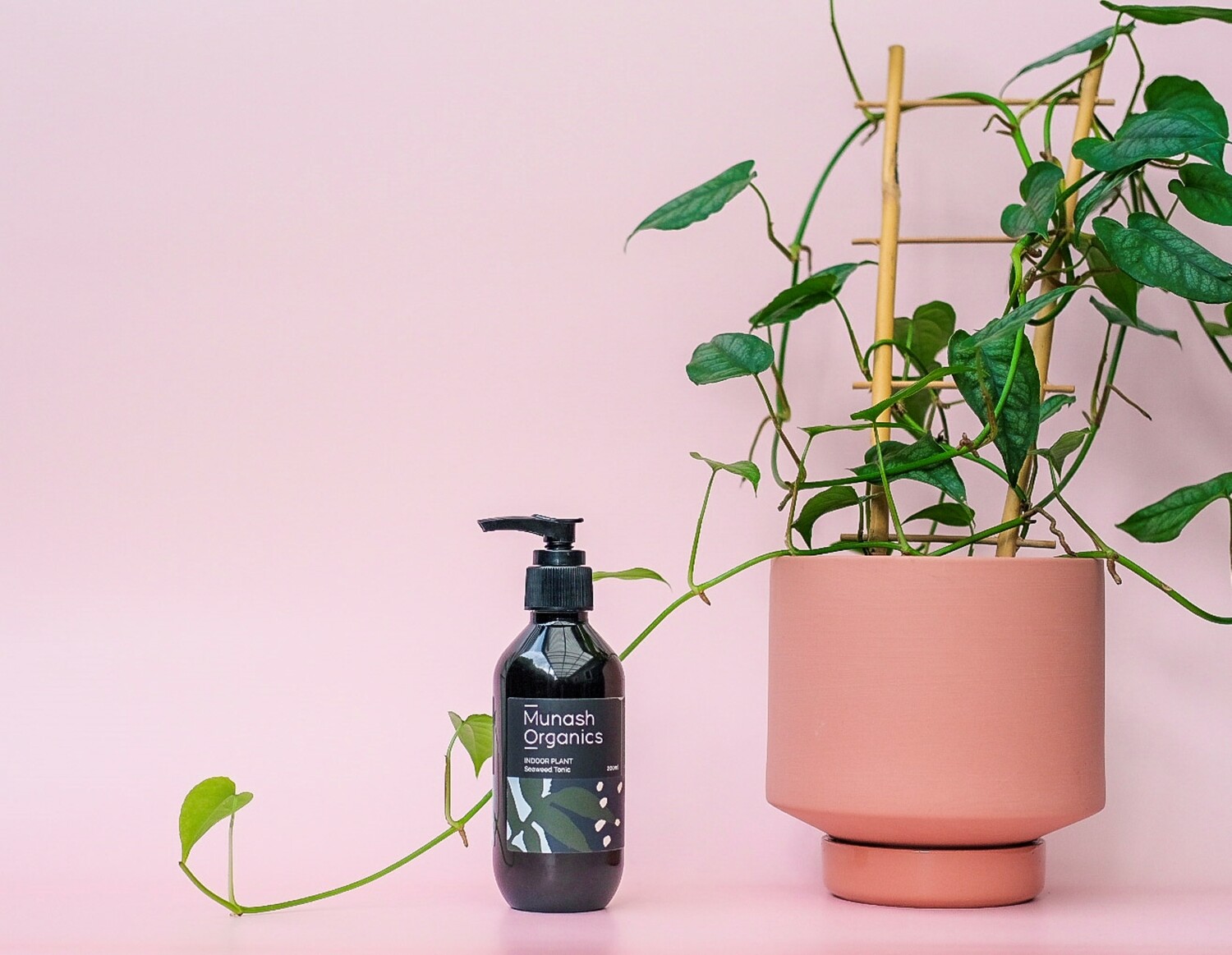 Indoor Plant - Seaweed Tonic 200ml