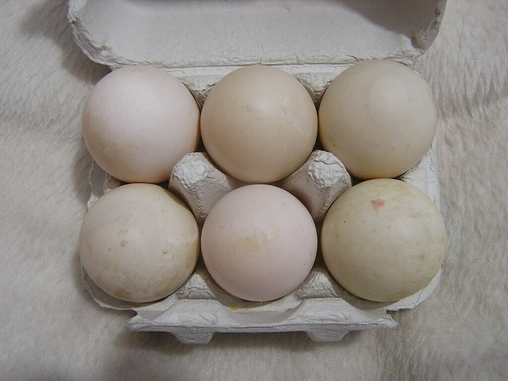 6 Local Duck Eggs