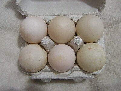 6 Local Duck Eggs
