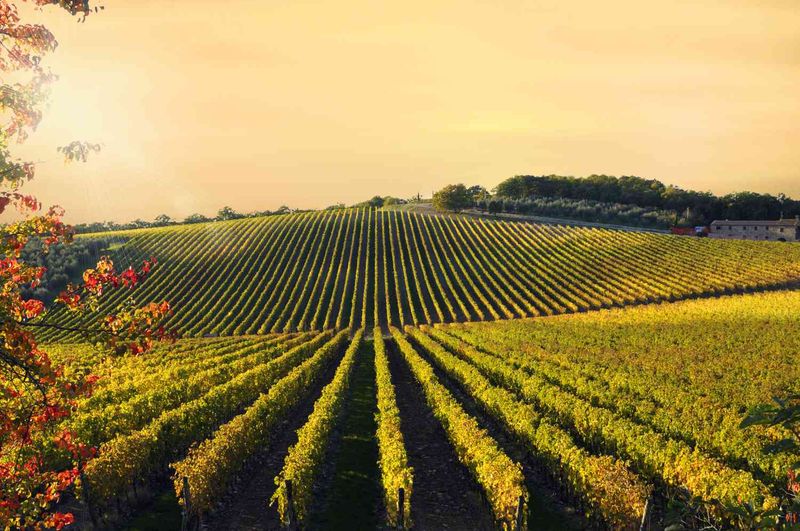 Italian Vineyards in Acrylic, August 29th