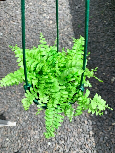 Nephrolepsis Exaltata Boston Blue Bell