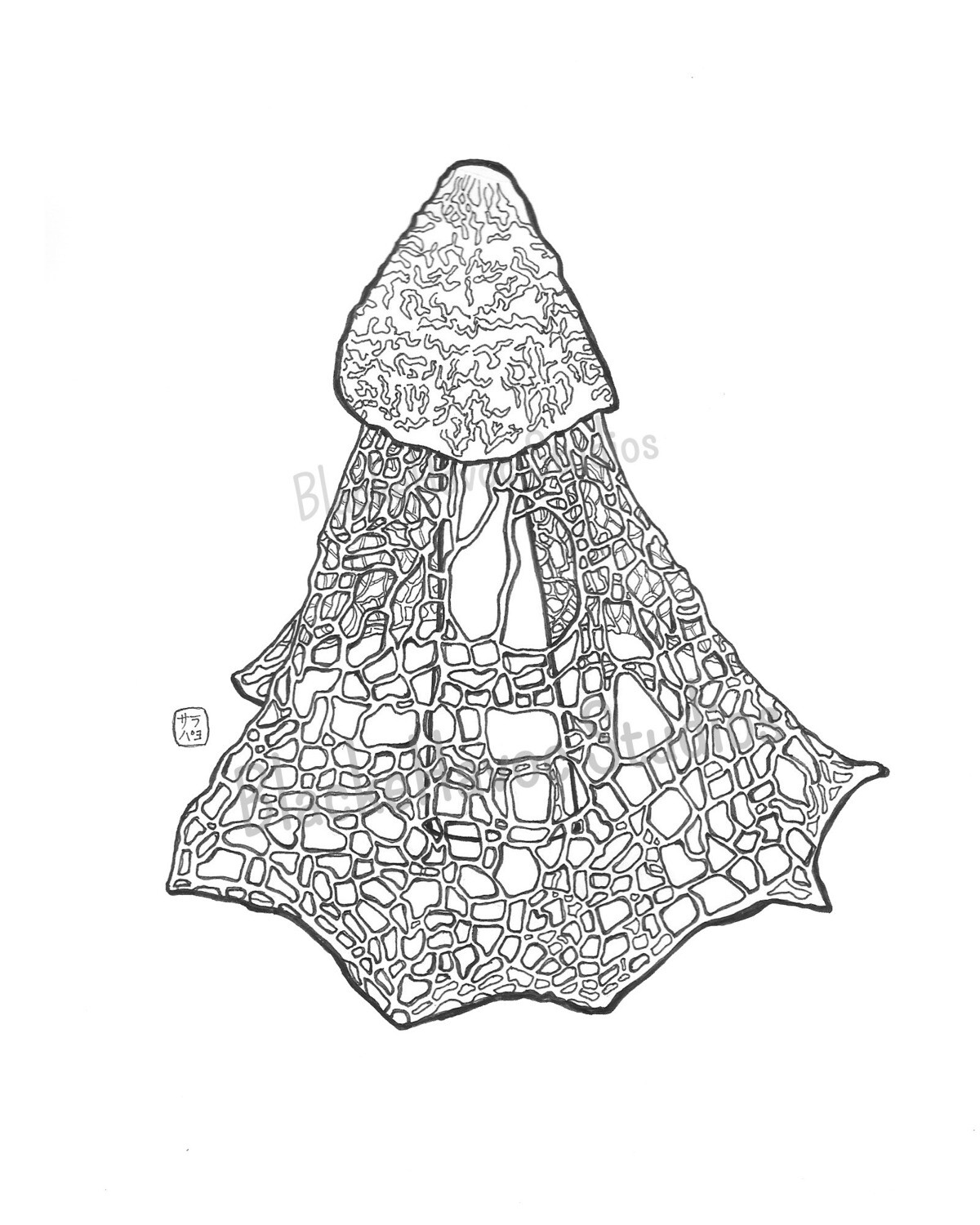 Bridal Veil Stinkhorn