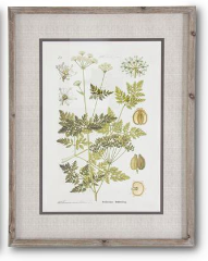 Botanical Print Style C w/ Fir Frame