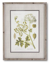 Botanical Print Style D w/ Fir Frame