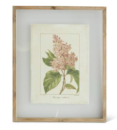 Botanical Print A in Shadowbox Frame - 22"