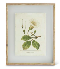 Botanical Print B in Shadowbox Frame - 22"