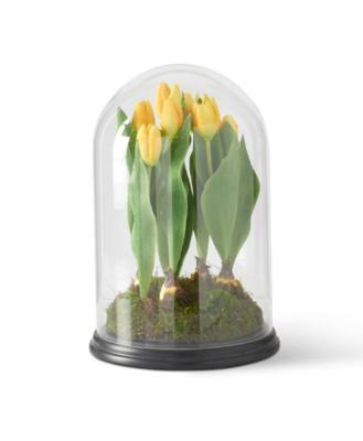 Yellow Tulips in Glass Dome - 14"