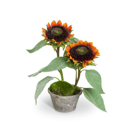 Double Bloom Potted Sunflowers