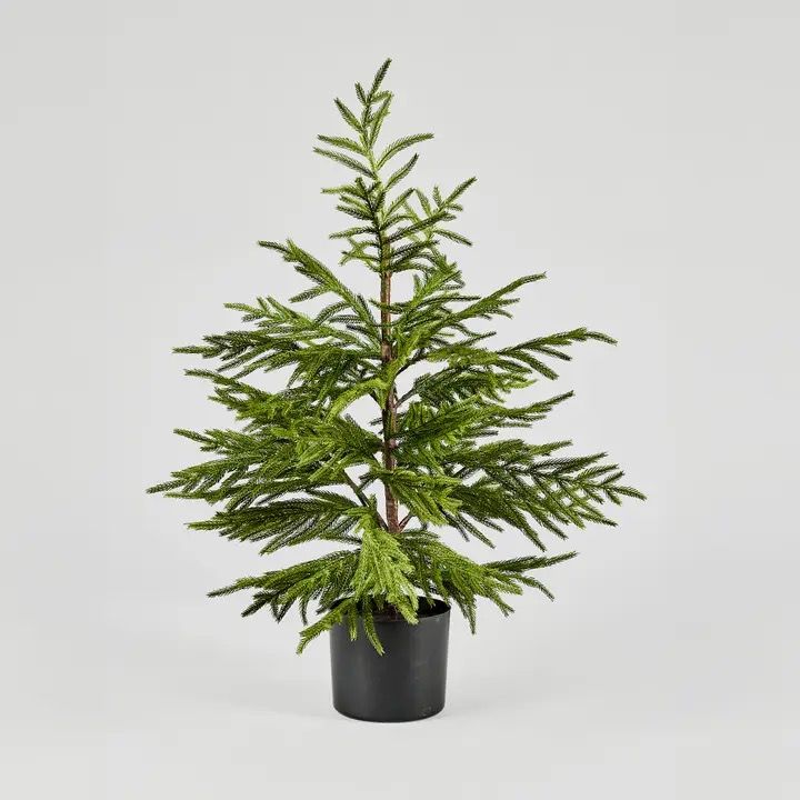 36&quot; Norfolk Pine Tree