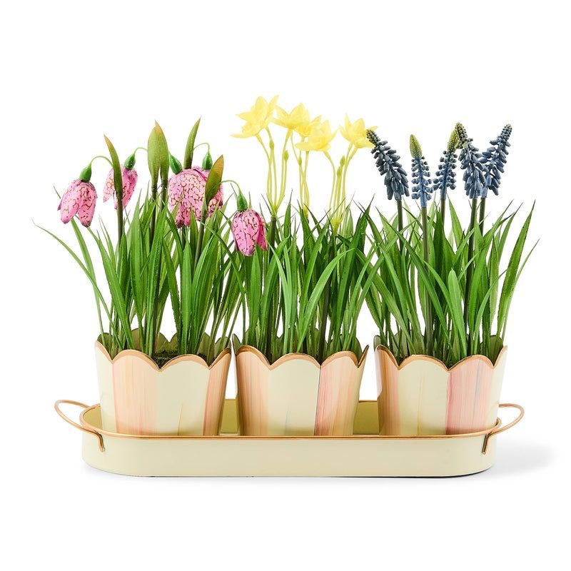 Rosy Stripe Triple Potted Blooms