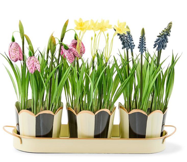 Courtly Stripe Triple Potted Blooms