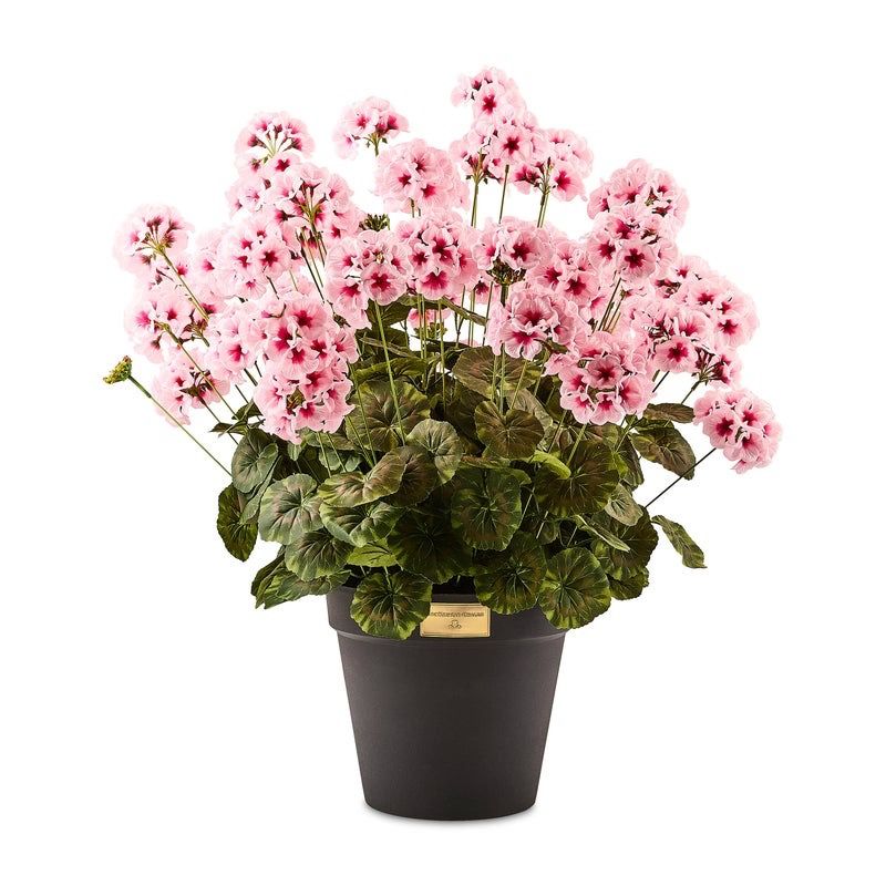 Pink Geranium Urn Filler
