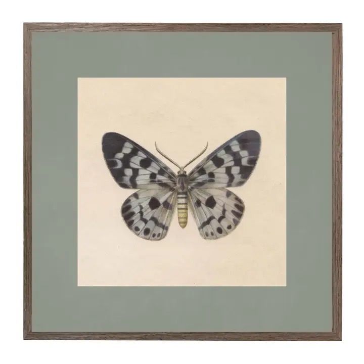 Matted Butterfly Dot 8x8