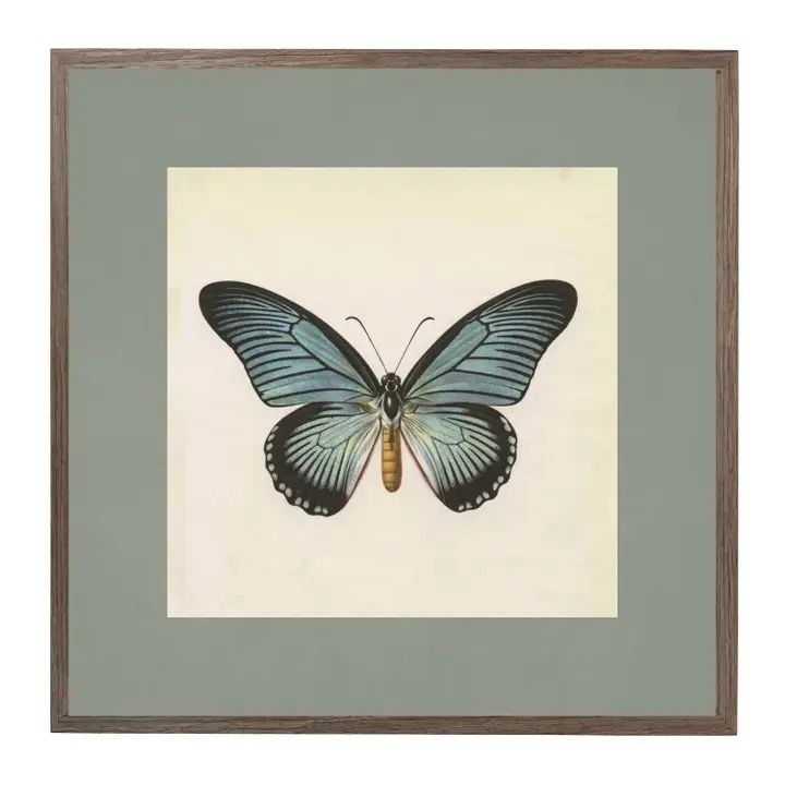 Matted Butterfly Ombre