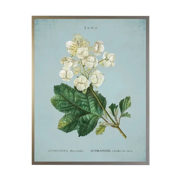 White Hydrangea 16x12