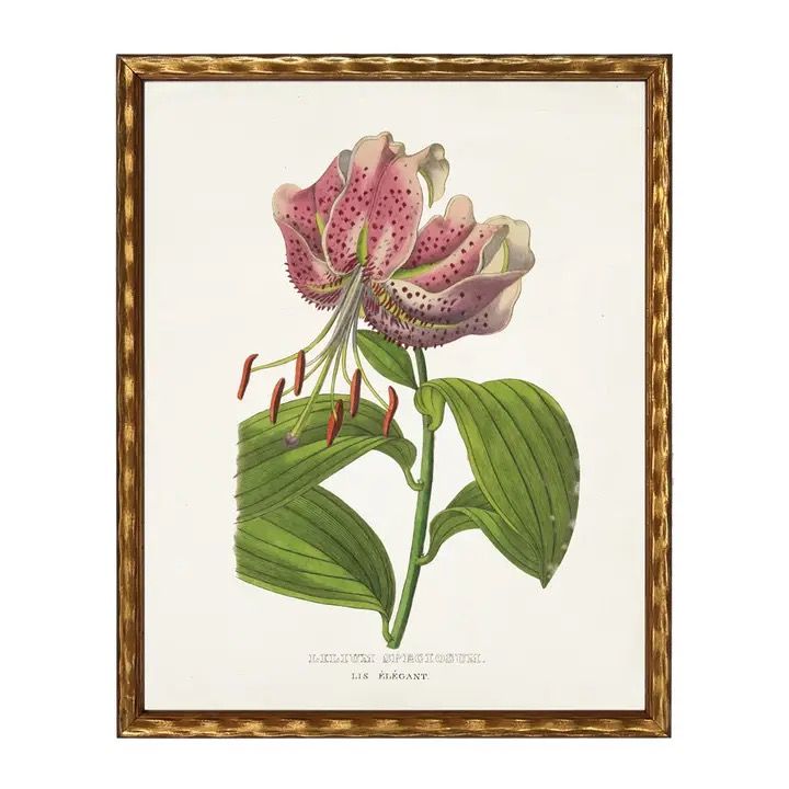 Vintage Lilium Framed 16x20