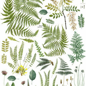 Fronds Botanical ~ IOD Image Transfer - 12&quot; X 16&quot; Pad 4 PG