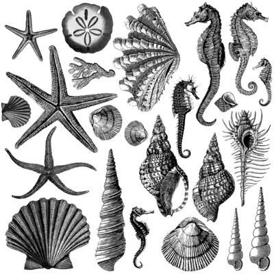 Seashore  ~ IOD Decor Stamp- Double Set ~