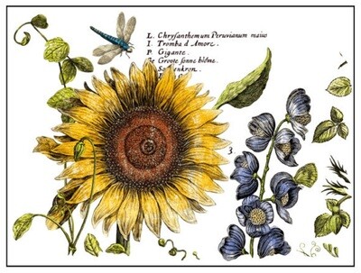 Botanists Journal 12x16 Pad™ 4 sheets IOD Decor Transfer -