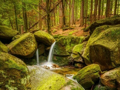 Natural World