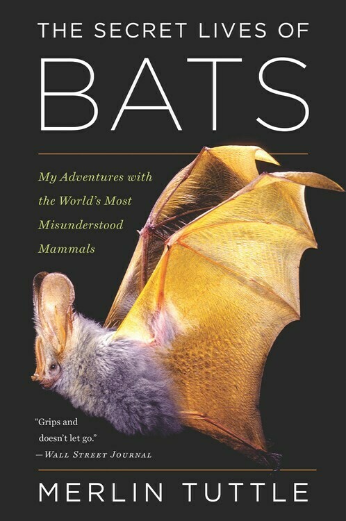 Secret lives of bats