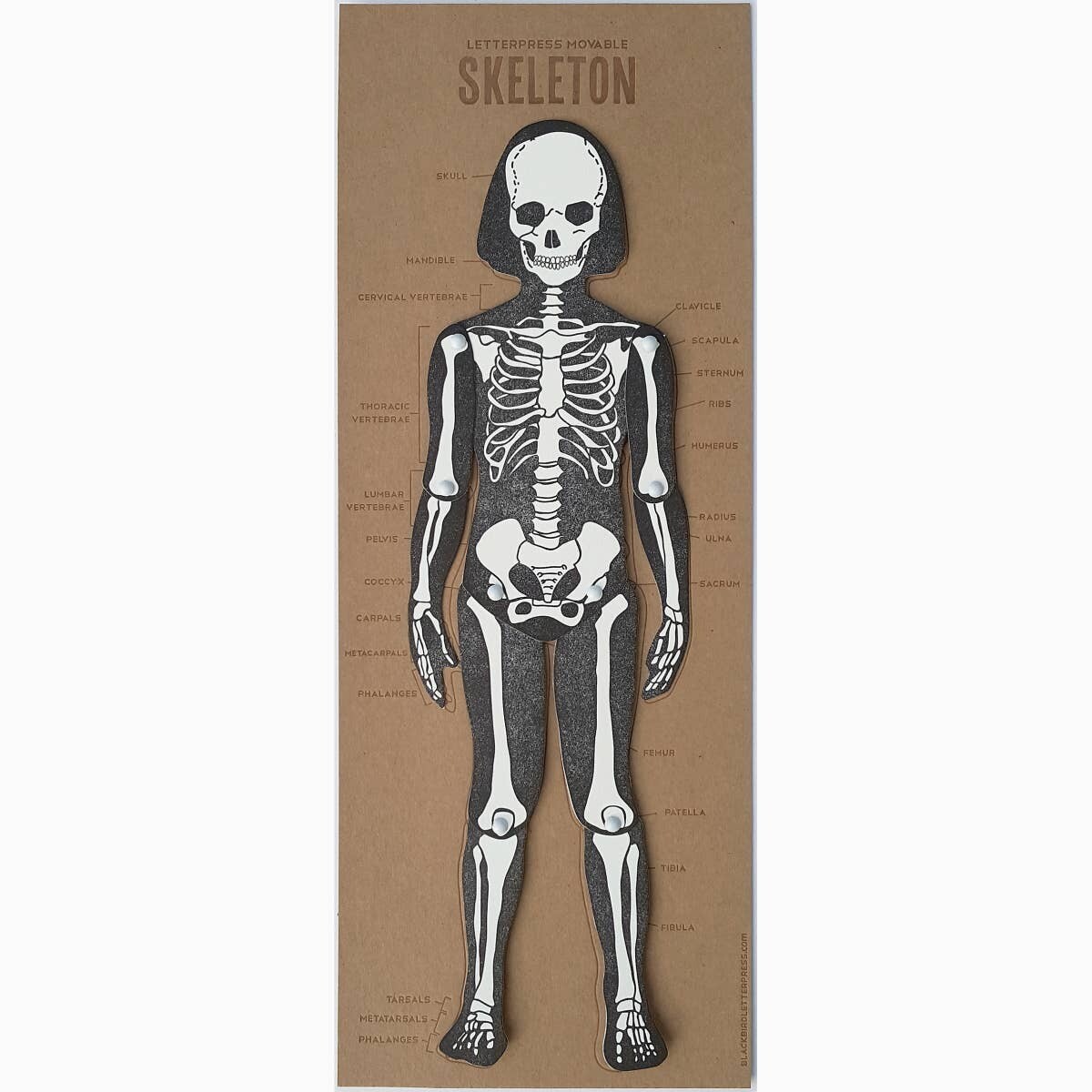 Letterpress Printed Articulated Skeleton