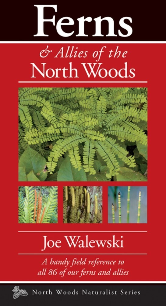 Ferns &amp; Allies of the North Woods