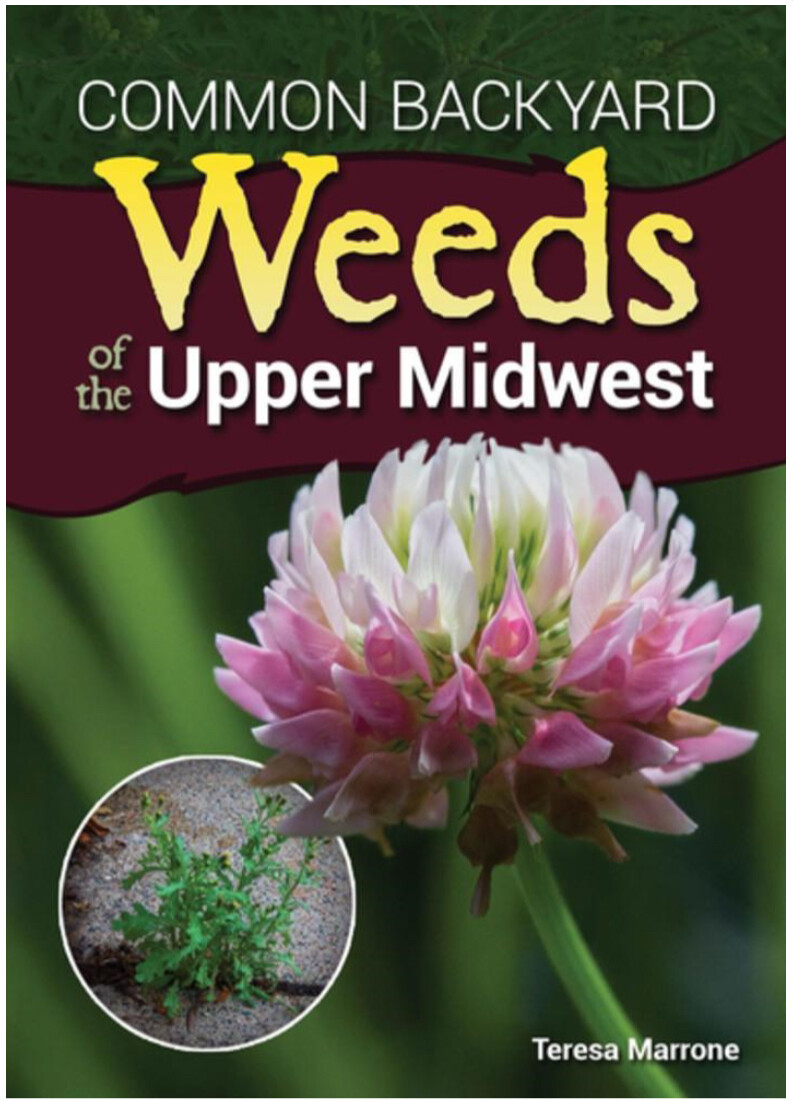 Common Backyard Weeds of the Upper Midwest