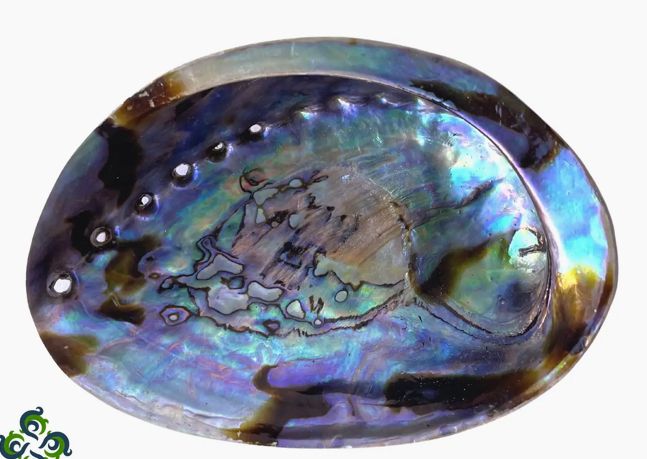 Abalone Shell 5.6 " New Zealand Incense Burner