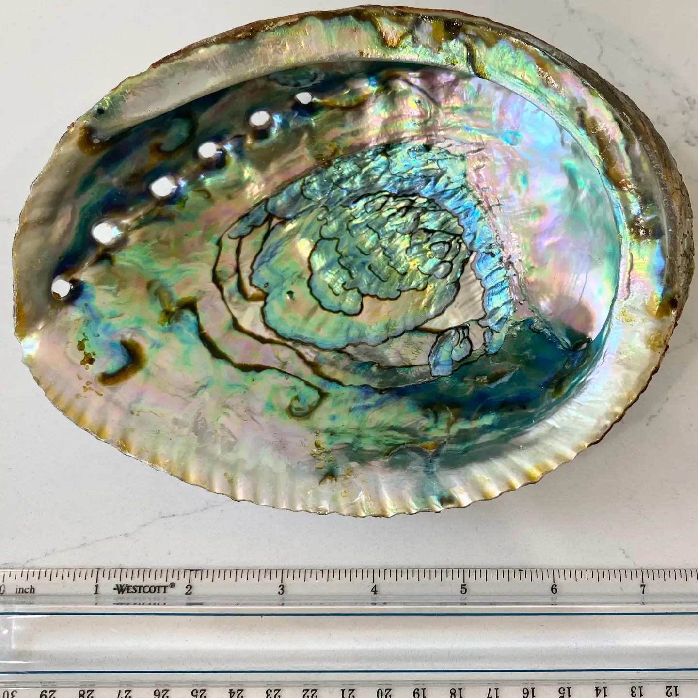 Abalone Small Shells 