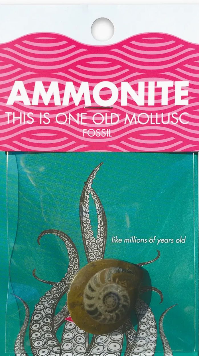 Ammonite Compact