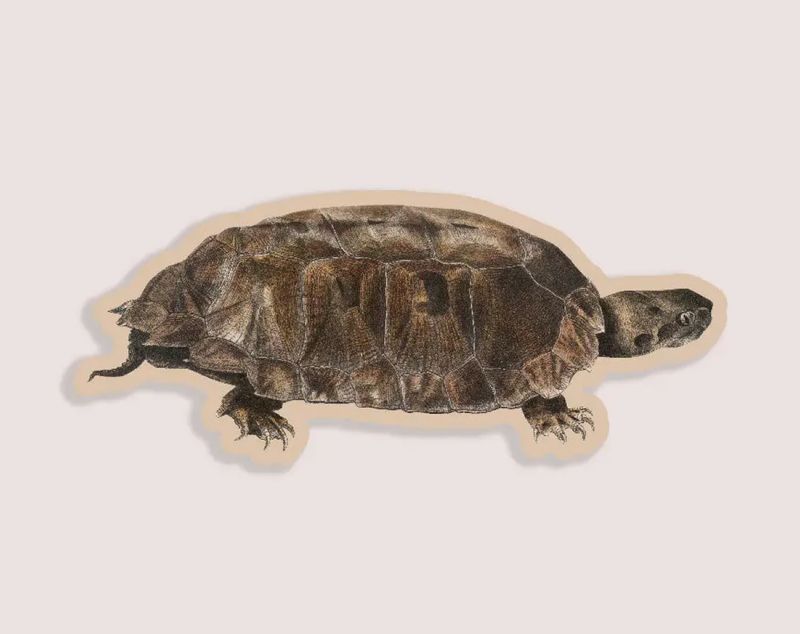 Tentative Terrapin Gap Filler Sticker 