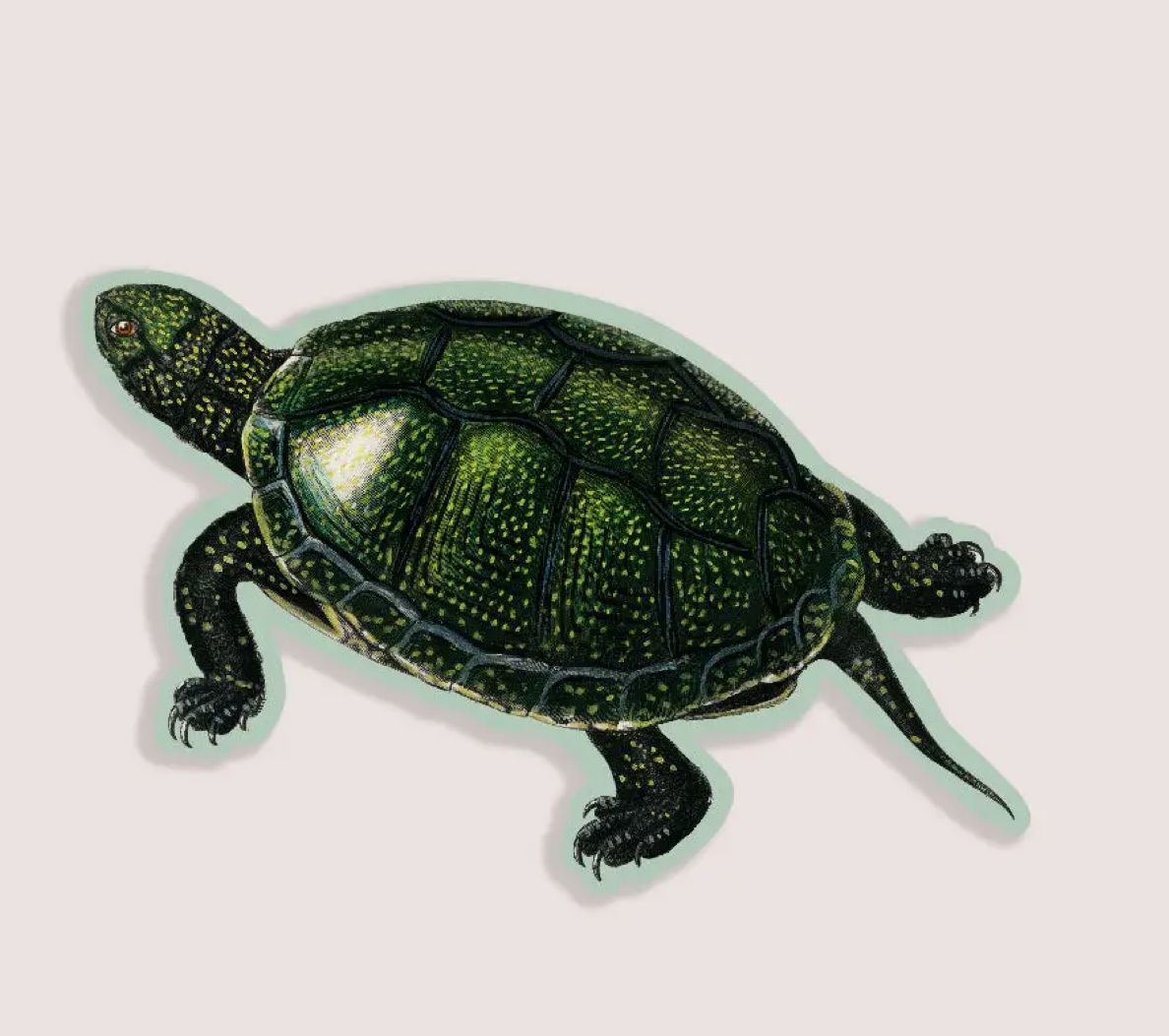 Total Turtle Gap Filler Sticker 
